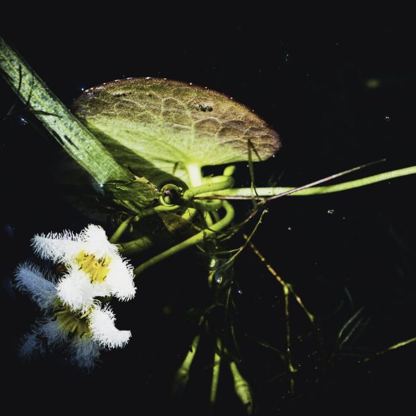 Flor Tranquile Analogg